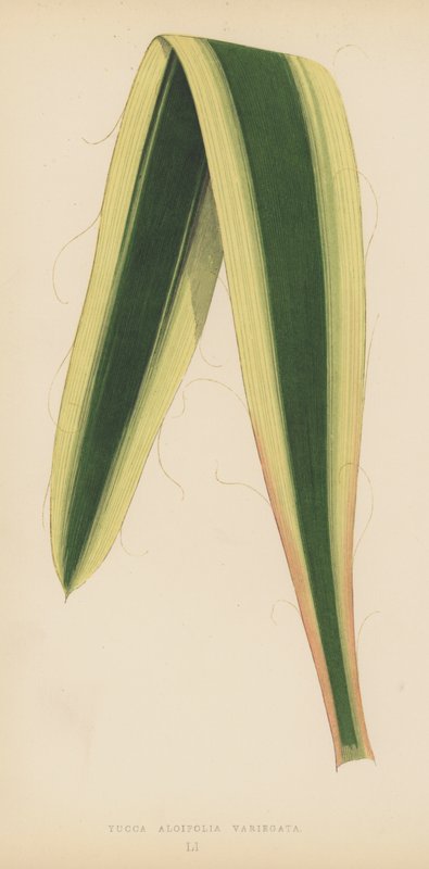 Yucca Aloifolia Variegata von English School