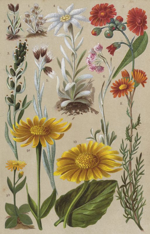 Alpine Flora von European School