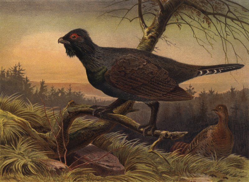 Auerhuhn von European School