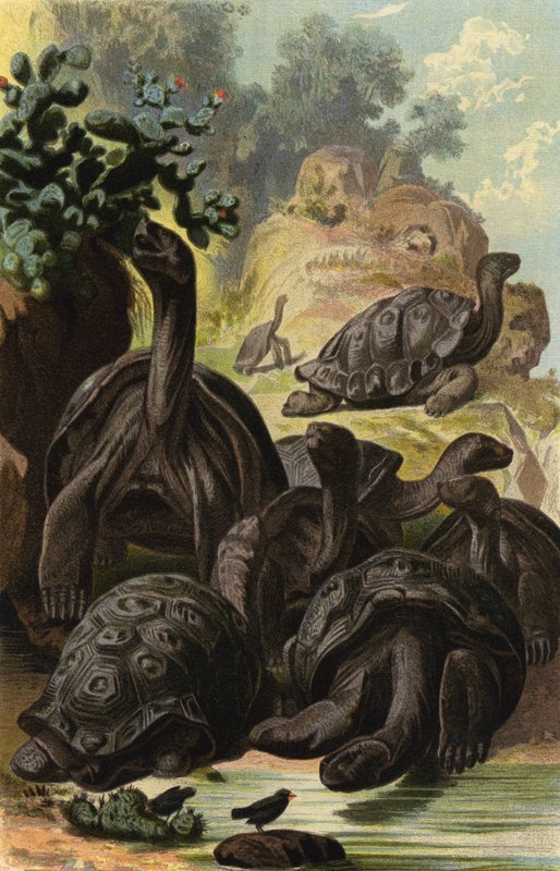 Elefantenschildkröte von European School