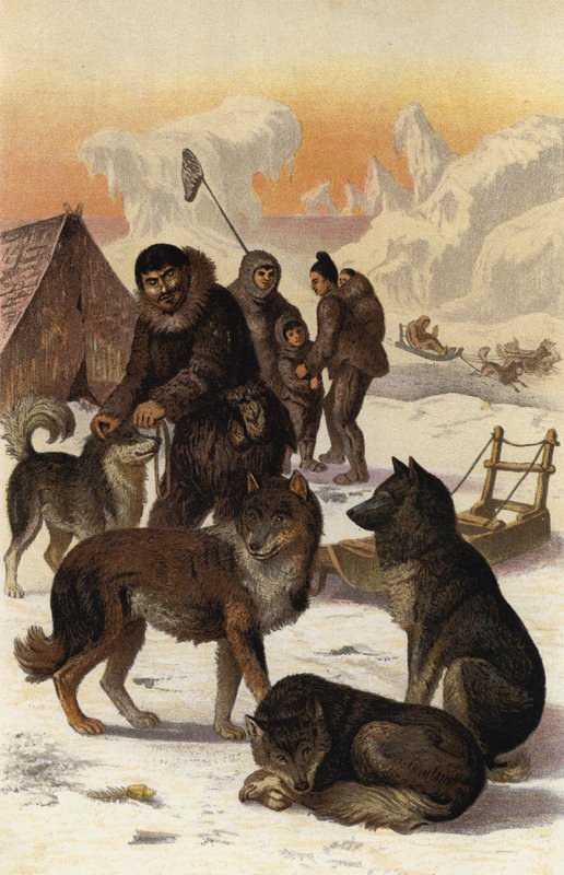 Eskimohund von European School