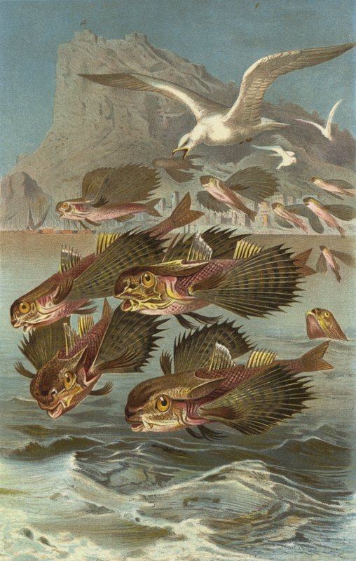 Flughahn von European School