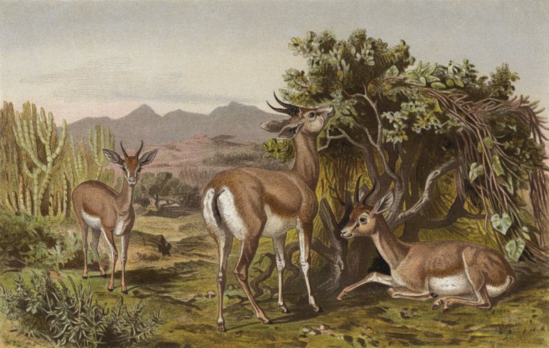Gazelle von European School