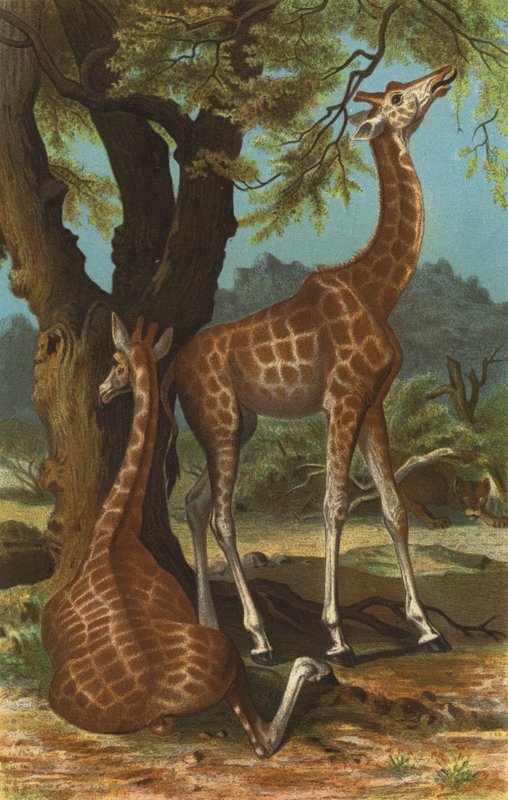 Giraffe von European School