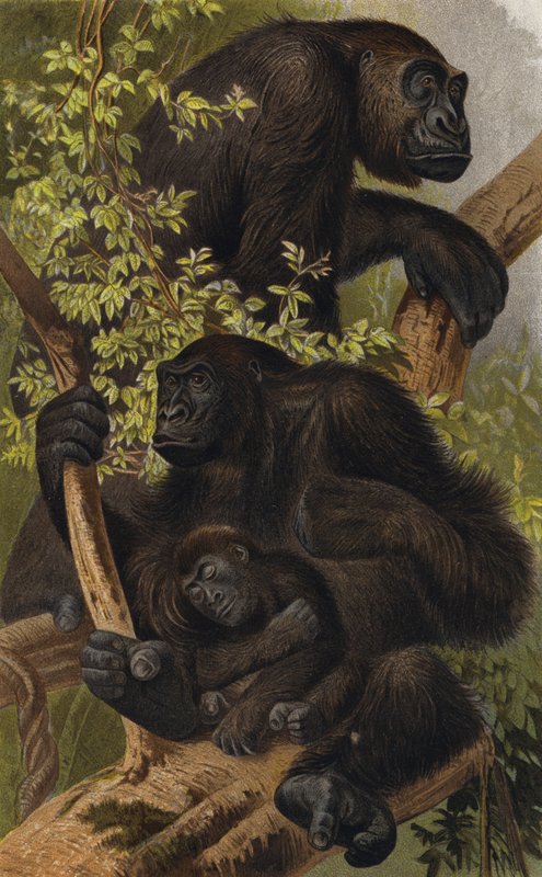 Gorilla von European School