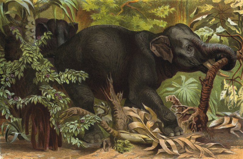 Indischer Elefant von European School