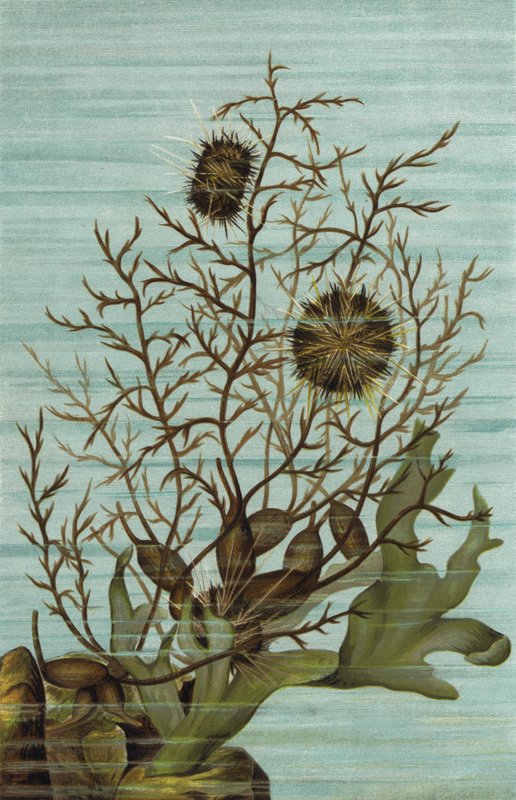Kletter-Seeigel von European School