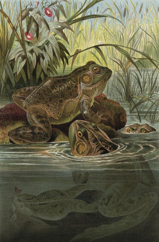 Ochsenfrosch von European School