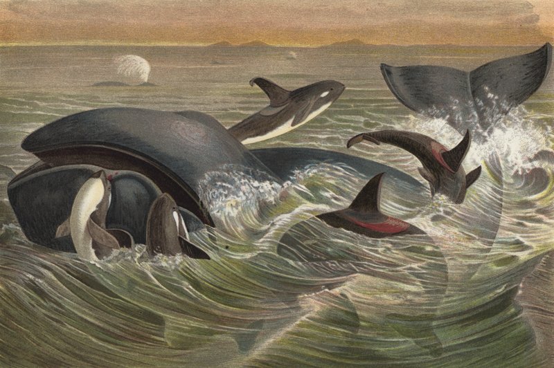 Schwertfisch und Grönlandwal von European School