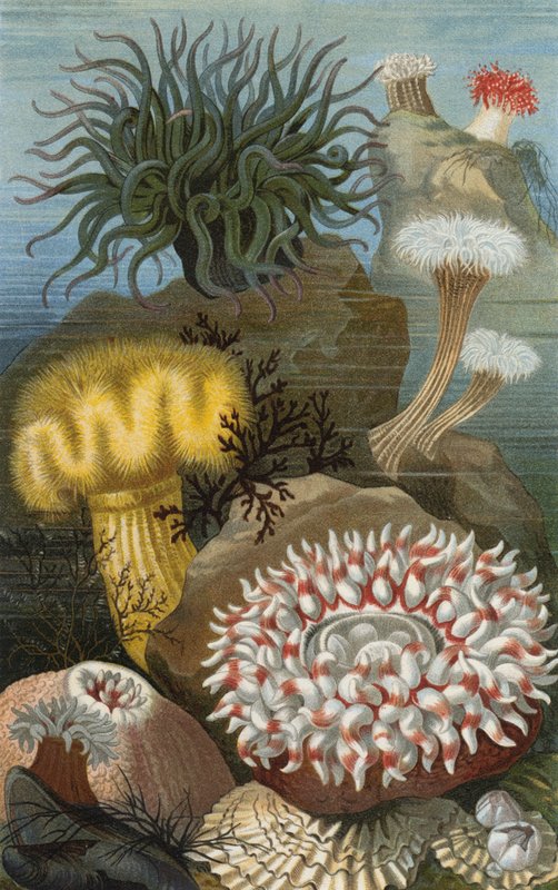 Seeanemonen von European School