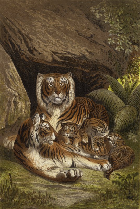 Tiger von European School