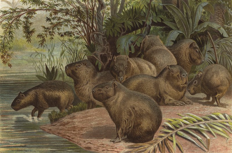 Wasserschwein von European School