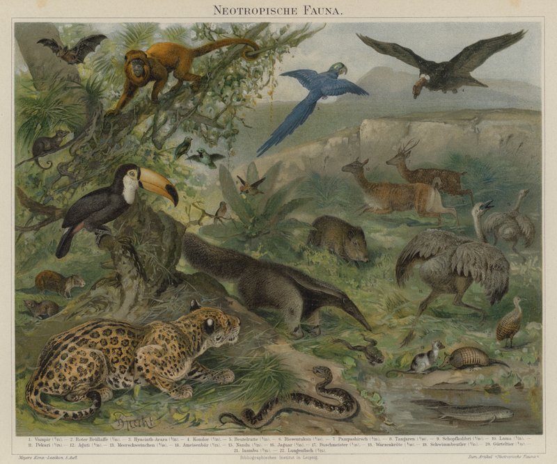 Neotropische Fauna von German School