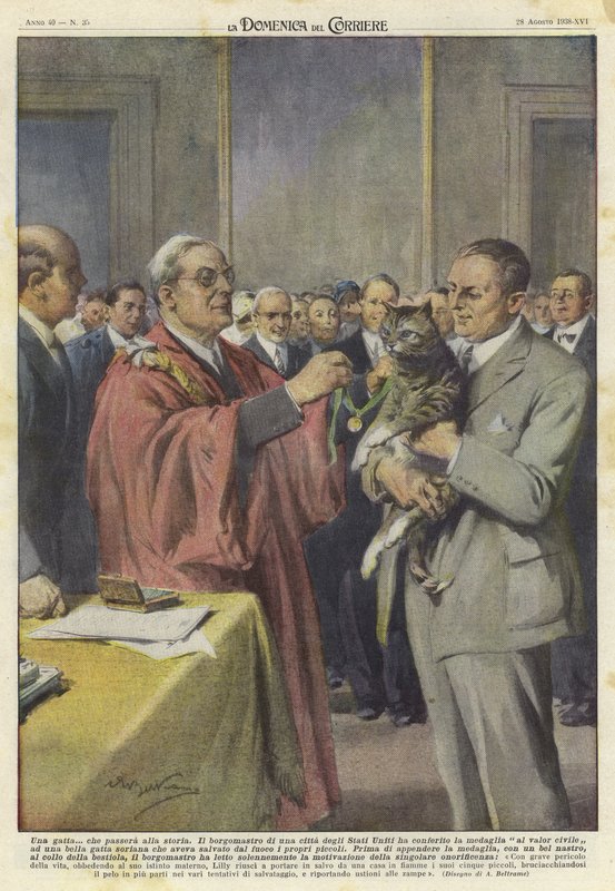 Eine Katze mit einer Medaille geehrt von Achille Beltrame