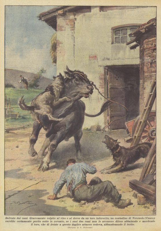 Von Hunden gerettet von Achille Beltrame