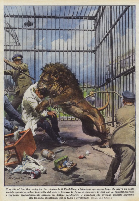 Tragödie im Zoo von Achille Beltrame
