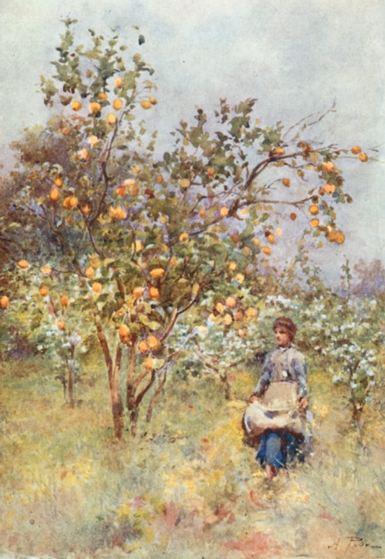 Zitronenbäume: Frühling von Alberto Pisa