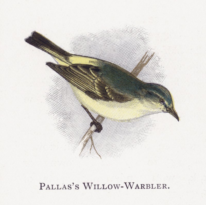 Pallass Laubsänger von Alexander Francis Lydon