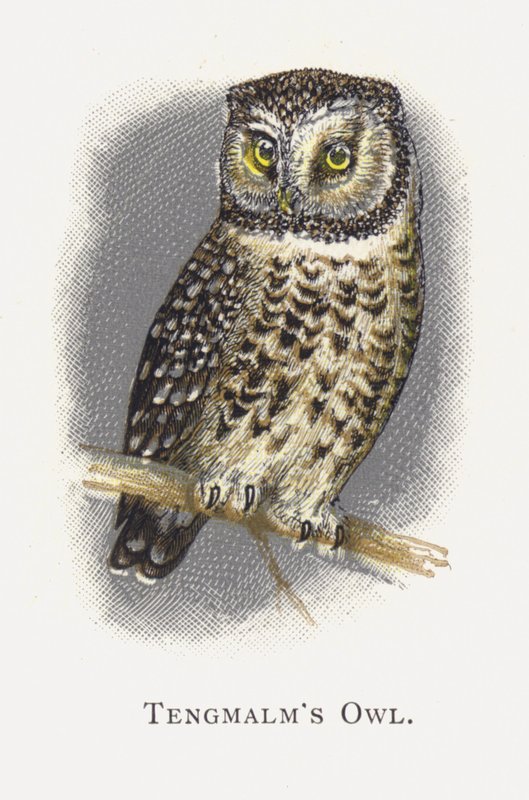 Die Rauhfußkauz von Alexander Francis Lydon