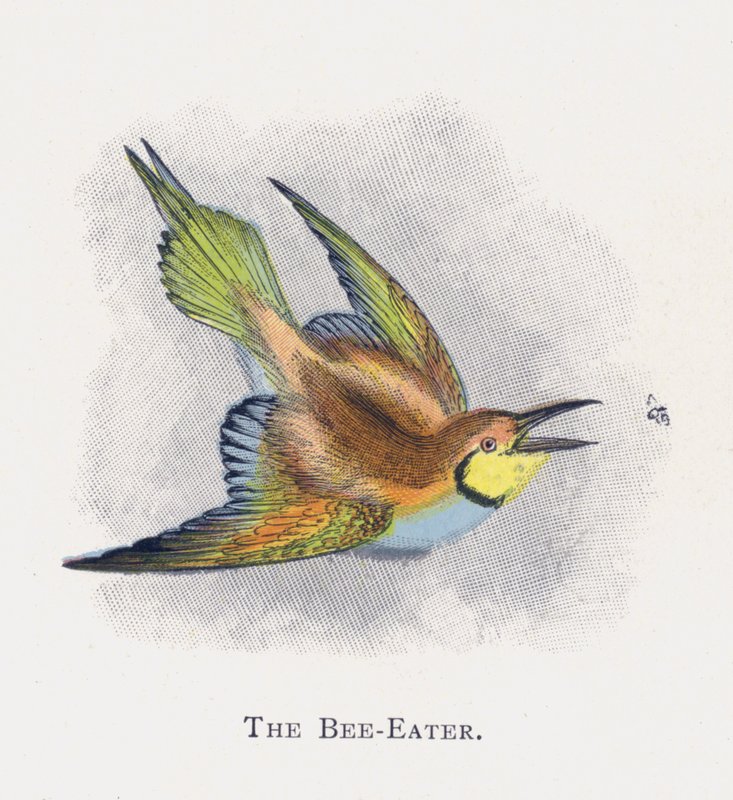 Der Bienenfresser von Alexander Francis Lydon
