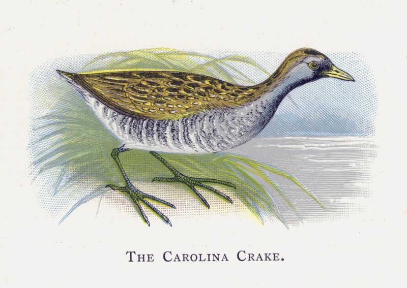 Das Carolinasumpfhuhn von Alexander Francis Lydon