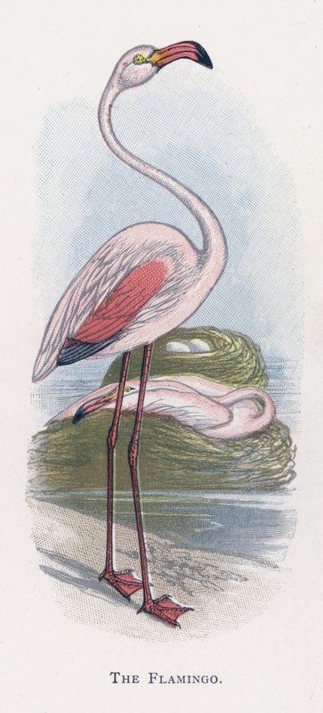 Der Flamingo von Alexander Francis Lydon