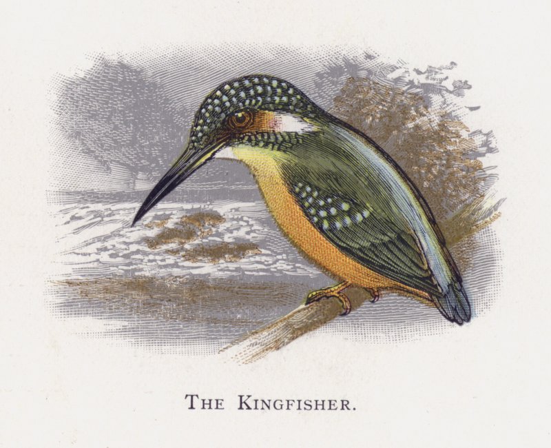 Der Eisvogel von Alexander Francis Lydon