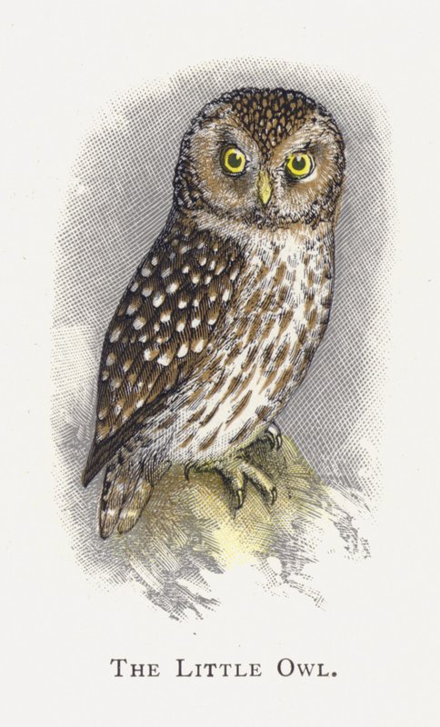 Die Steinkauz von Alexander Francis Lydon