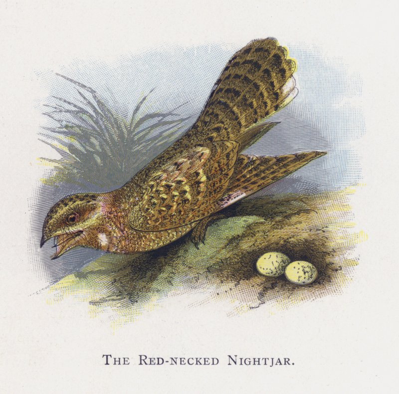Die Rothalsnachtschwalbe von Alexander Francis Lydon