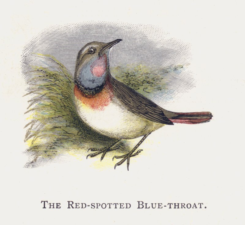 Die Blaukehlchen von Alexander Francis Lydon