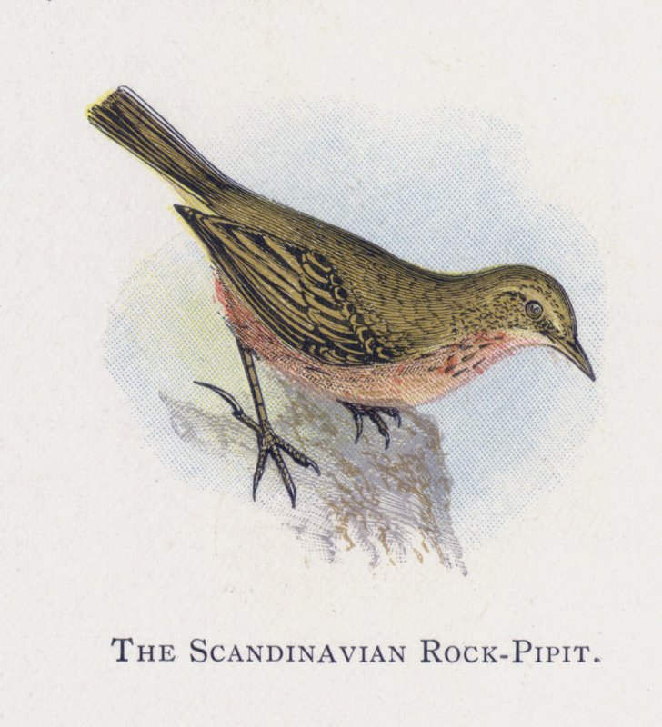 Der Skandinavische Felsenpieper von Alexander Francis Lydon