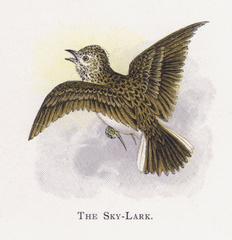 Die Feldlerche von Alexander Francis Lydon