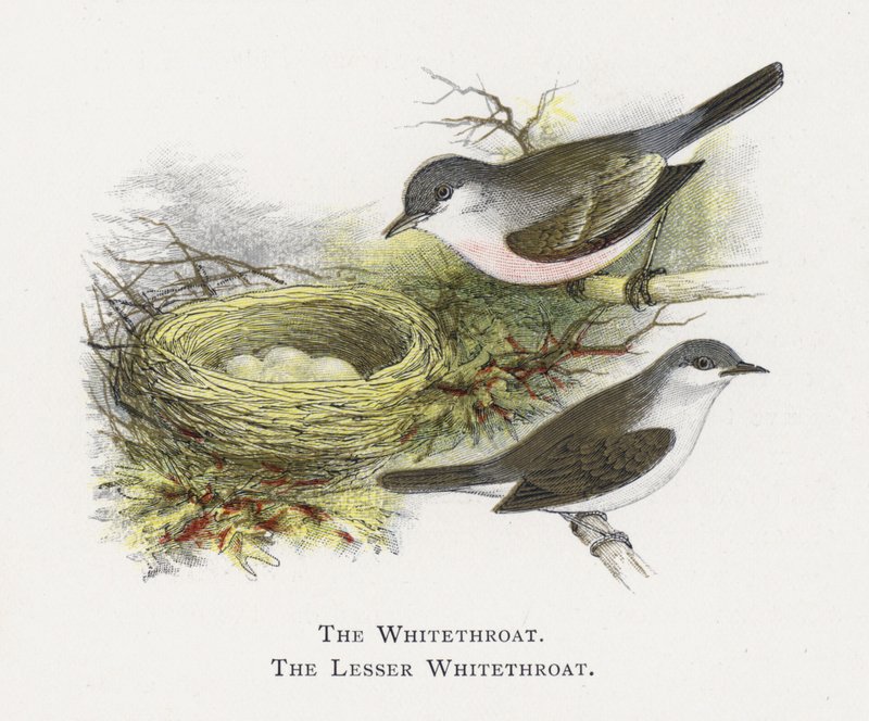 Die Dorngrasmücke, Die Kleine Dorngrasmücke von Alexander Francis Lydon