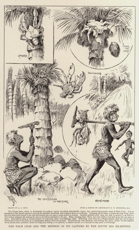 Die Palmkrabbe und die Methode ihres Fangs durch die Südseeinsulaner von Alexander Stuart Boyd