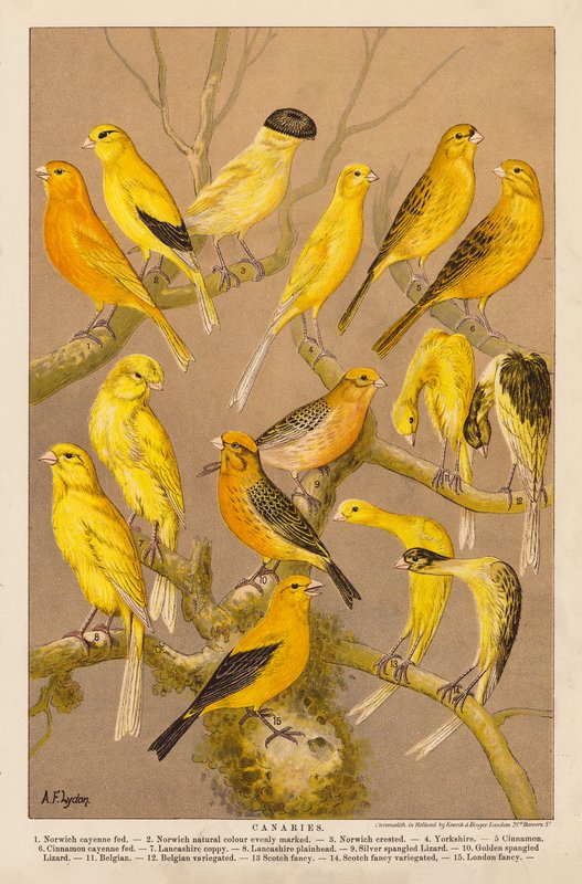 Kanarienvögel (Chromolithografie) von Alexander Francis (after) Lydon
