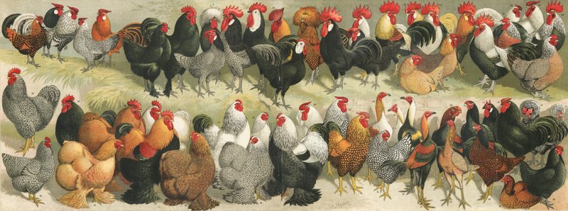 Geflügel von Alexander Francis Lydon