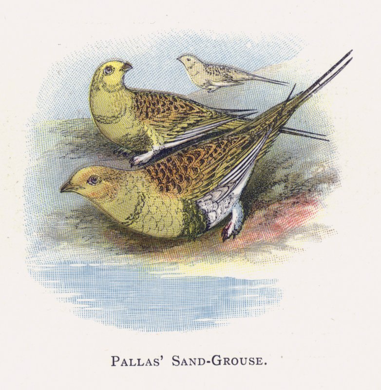 Die Steppenhuhn von Alexander Francis Lydon