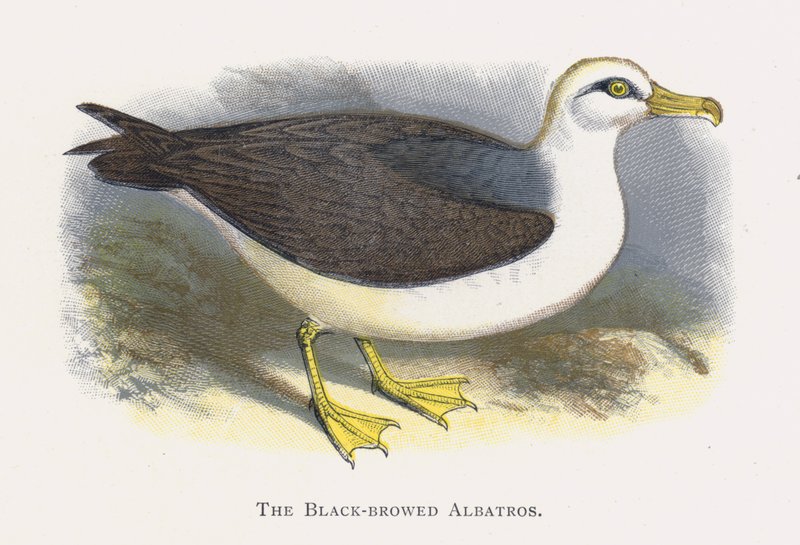 Der Schwarzbrauenalbatros von Alexander Francis Lydon