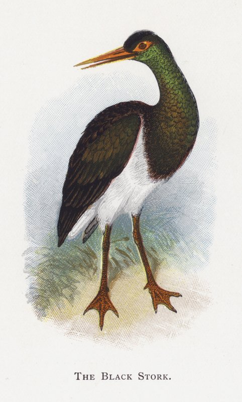 Der Schwarzstorch von Alexander Francis Lydon