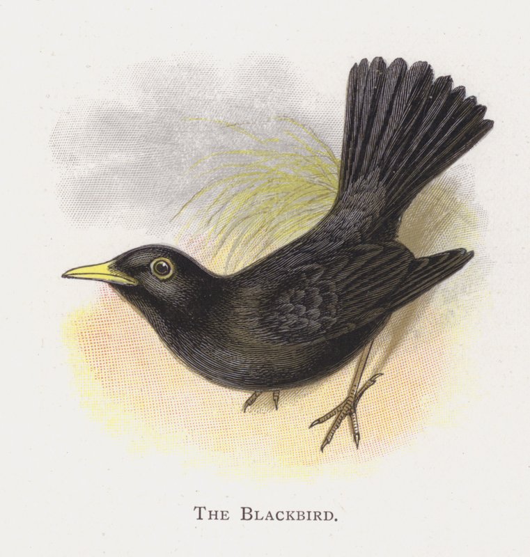 Die Amsel von Alexander Francis Lydon