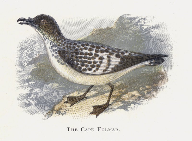 Der Kapsturmvogel von Alexander Francis Lydon