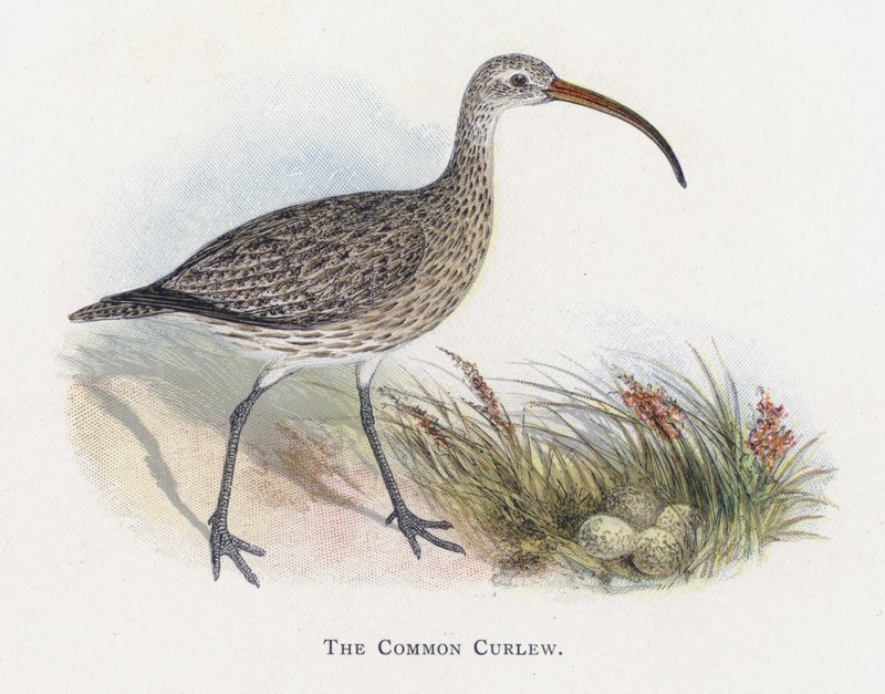 Der Große Brachvogel von Alexander Francis Lydon