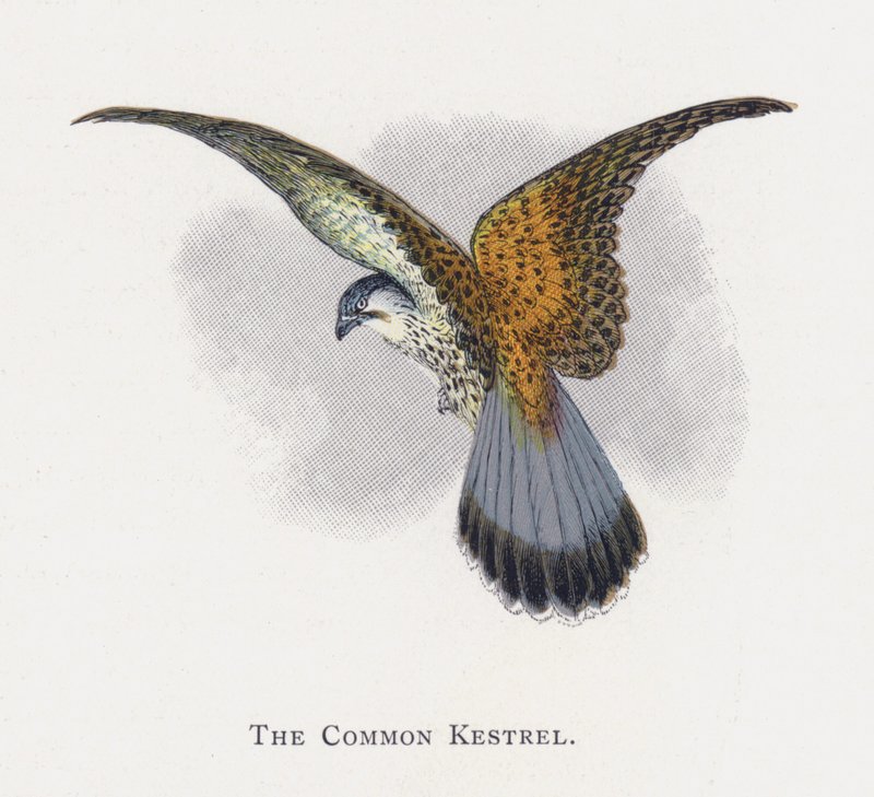 Der Turmfalke von Alexander Francis Lydon