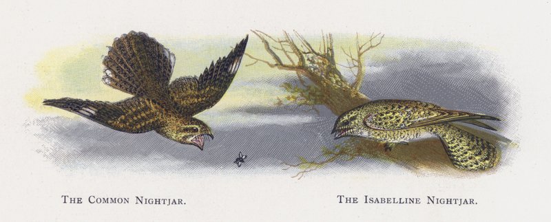 Die Nachtschwalbe, Die Isabellennachtschwalbe von Alexander Francis Lydon