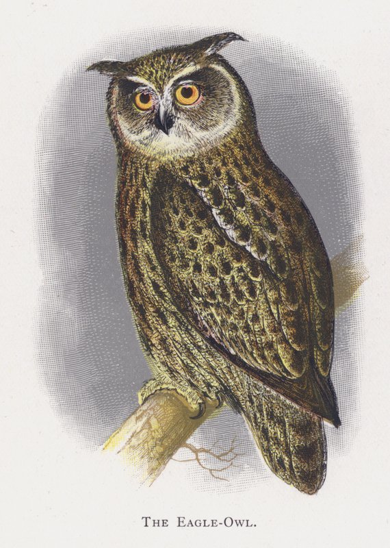 Der Uhu von Alexander Francis Lydon