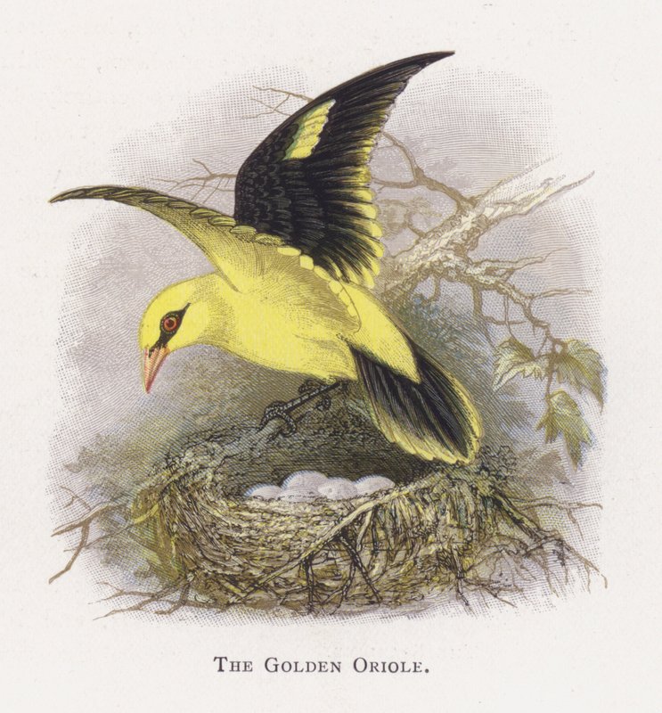 Der Goldene Pirol von Alexander Francis Lydon