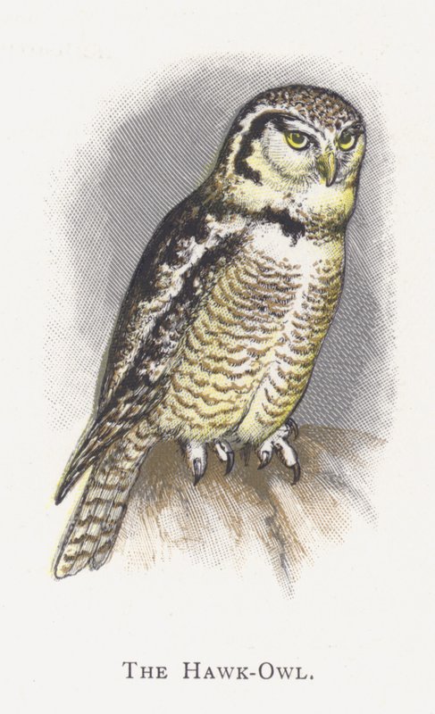 Die Sperbereule von Alexander Francis Lydon