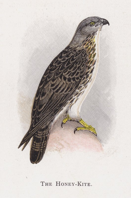 Der Wespenbussard von Alexander Francis Lydon