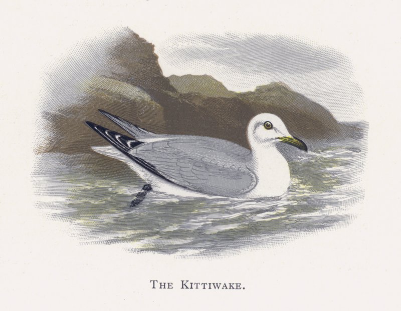 Die Dreizehenmöwe von Alexander Francis Lydon