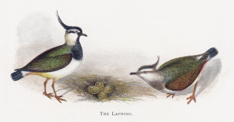 Der Kiebitz von Alexander Francis Lydon